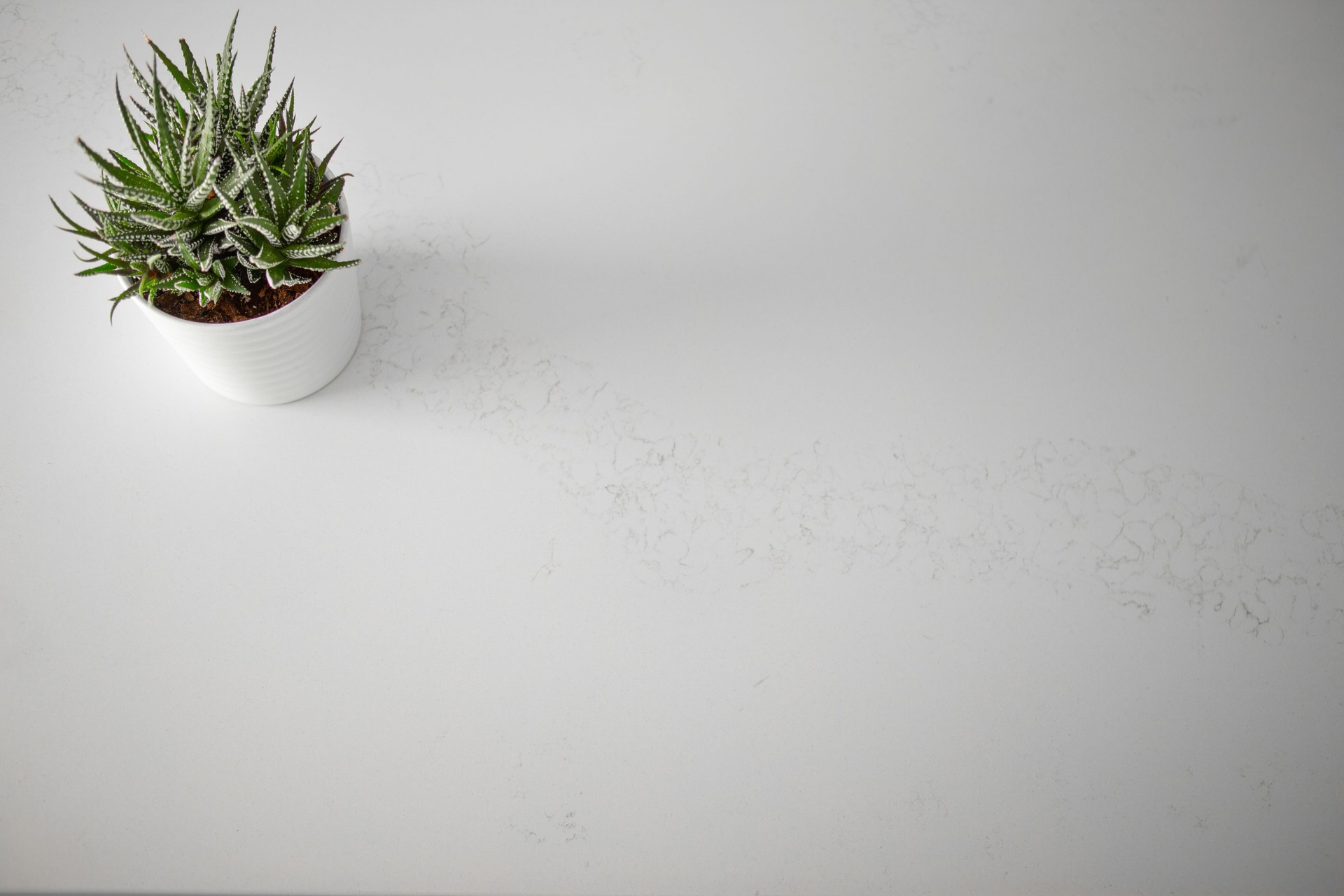 Above view small houseplant on white quartz kitchen counter